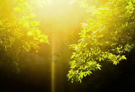 阳光照耀树林中图片
