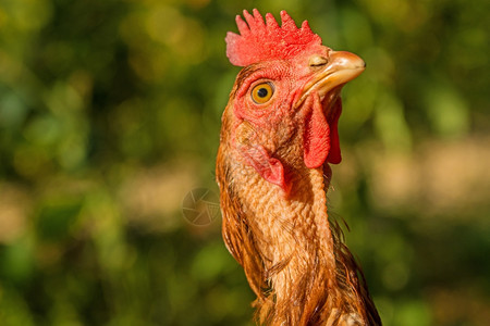 动物鸡头上的红色鸡冠图片