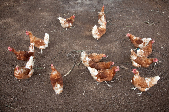 养殖场中的动物鸡图片
