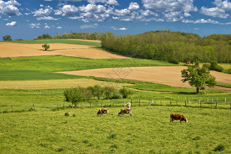 蓝天下绿色的地上牛群聚集在中图片
