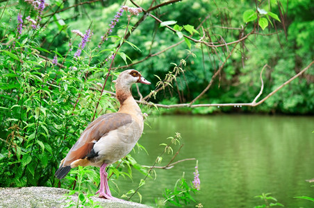 夏季公园中的动物野鸭图片