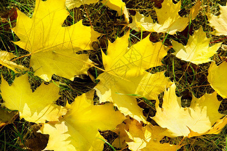 秋天绿草上黄的红叶图片