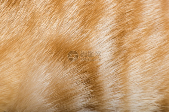 猫的橙色皮肤老虎模式图片