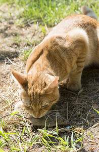 猫抓老鼠图片