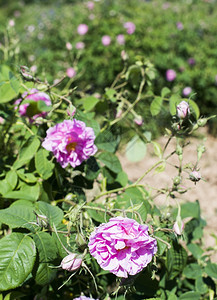 种植作物的玫瑰花香水业使用的玫瑰花图片