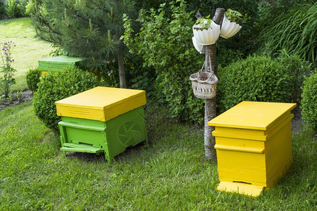 绿色草坪上的动物黄蜂图片