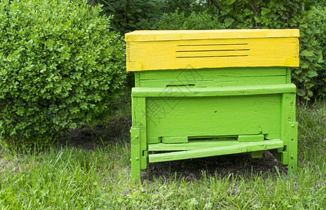 绿色动物蜂巢位于草坪上图片