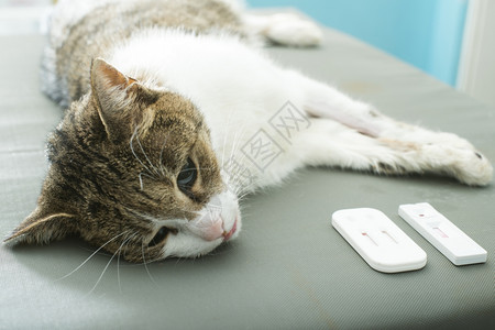 在宠物医院躺着的猫图片