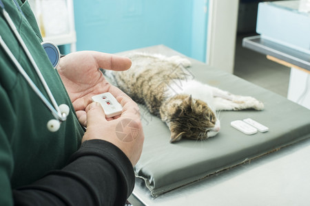 在宠物医院躺着的猫图片