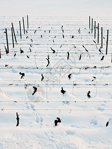 冬季塔斯卡纳利酒厂的不寻常景象图片