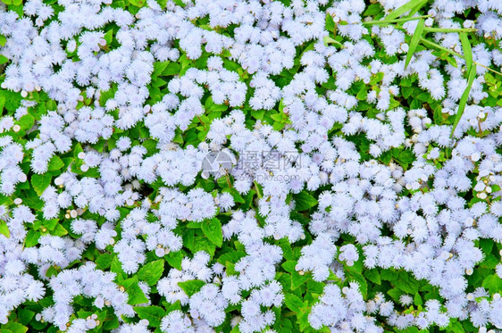 开花户外植物的明亮背景图片