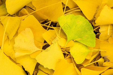 ginko叶色以秋为颜叶以秋为颜图片