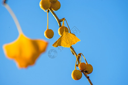秋天的杏仁树与果实图片