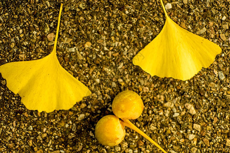 秋天的杏仁树与果实图片