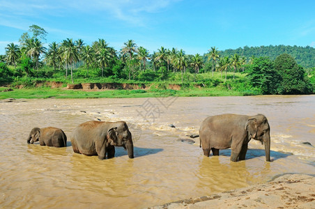 河中动物大象群图片
