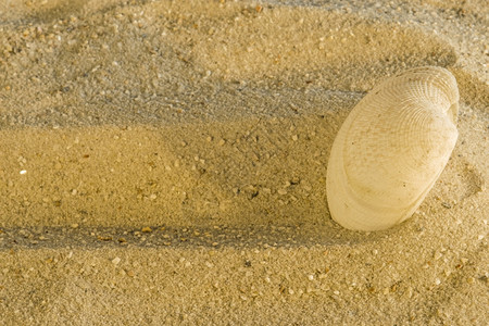 沙滩上的贝壳类小动物图片