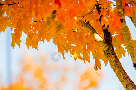 秋季的枫树树叶图片