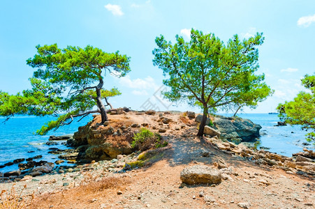 美丽的海边植物图片