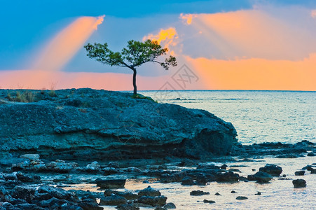 日出时在岩石海岸的松树上图片