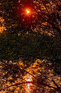 在水底的树叶下晒太阳图片