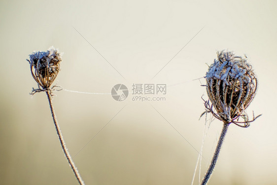 含冰晶的胡萝卜种子图片