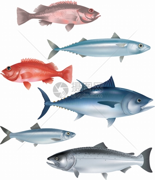 鱼类模型图片