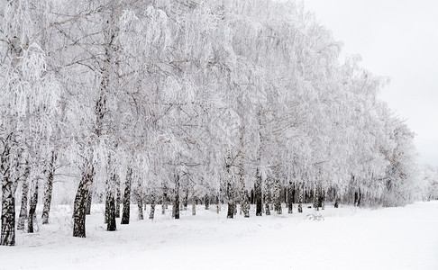 雪覆盖的森林雪地图片