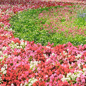 盛夏鲜花的床图片