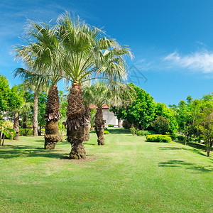 公园中的棕榈树图片