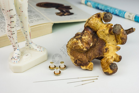 针头模型教科书摩克苏卷和reish蘑菇图片