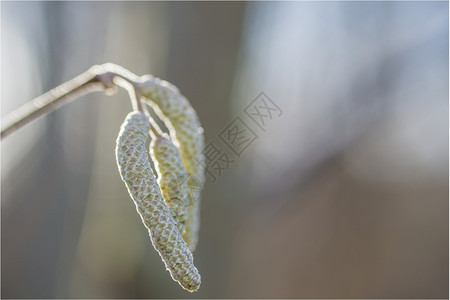 胡桃花图片