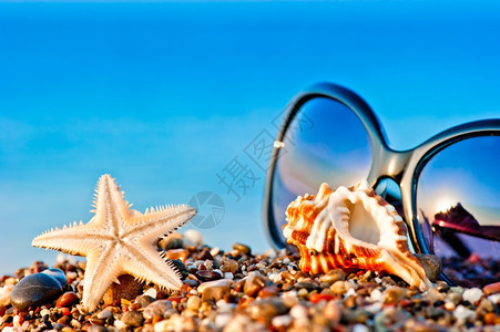 沙滩上的太阳镜和海洋生物图片