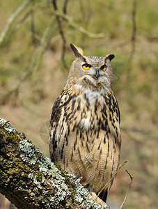 树林上的欧元鹰猫头图片