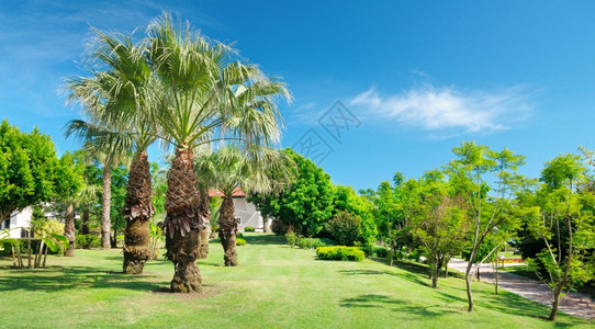 美丽的公园中热带棕榈树图片