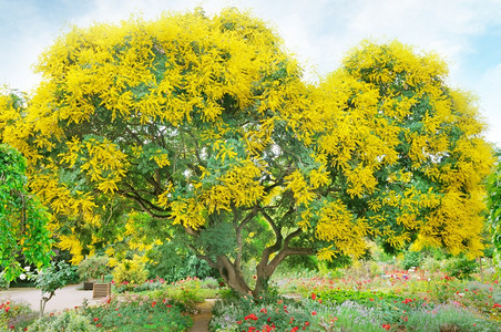 夏季公园有黄树和花图片