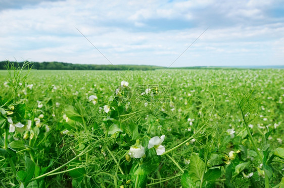 田地里开花的豌豆图片