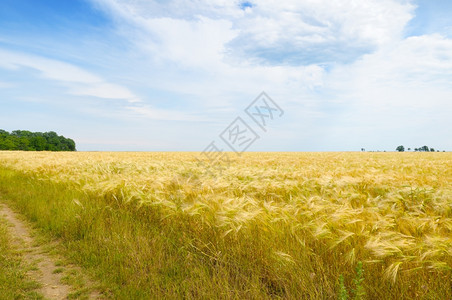 收获的小麦图片