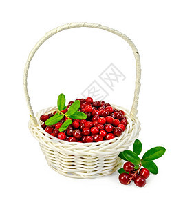 白柳篮子中成熟的红莓果浆和白底树叶图片