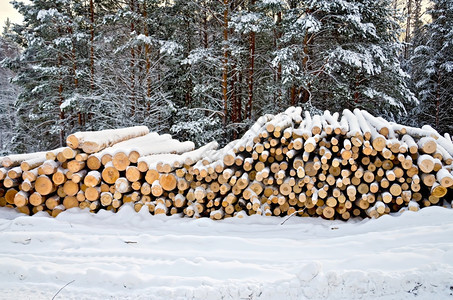 冬季树木雪天空背景的木柴堆图片