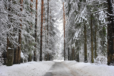 冬季雪林中的道路图片