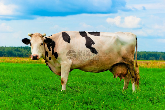 在草地中的动物奶牛图片