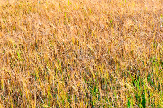 田地里成熟的小麦图片