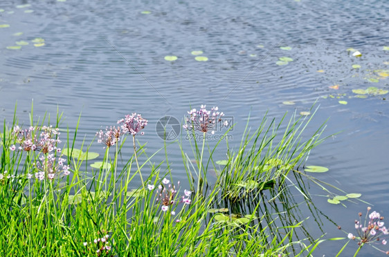 在水和草地上的小动物和花朵图片