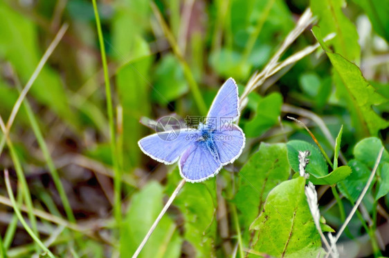 草地背景上的蓝蝴蝶图片