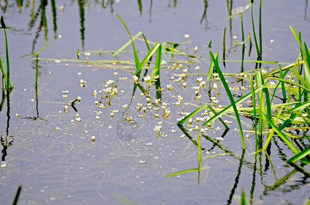 底水和草地上的白晶花图片