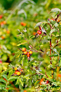 树枝红莓野玫瑰绿色树叶背景图片