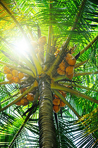 阳光透过棕榈树叶照亮图片