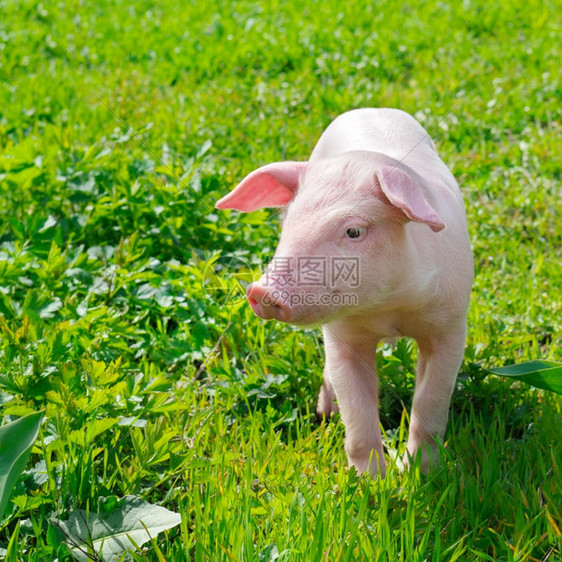 草地上的小猪图片