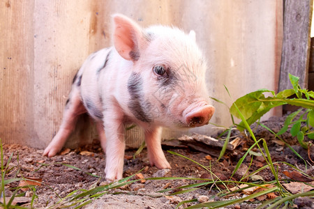 猪小福在农场外的可爱泥巴小猪背景