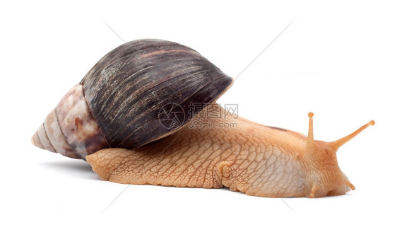 一个棕色蜗牛在白背景上被孤立图片